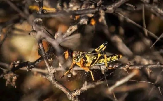 蝗災(zāi)來(lái)襲，農(nóng)藥獸藥防偽溯源面臨機(jī)遇和挑戰(zhàn)