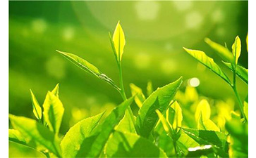 茶葉防偽溯源系統(tǒng)具有哪些優(yōu)勢價值？