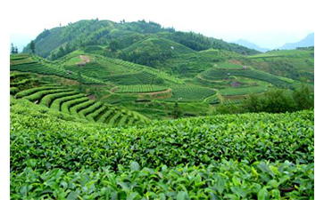 茶葉質(zhì)量追溯管理系統(tǒng)可以實現(xiàn)哪些功能？具有哪些優(yōu)點？